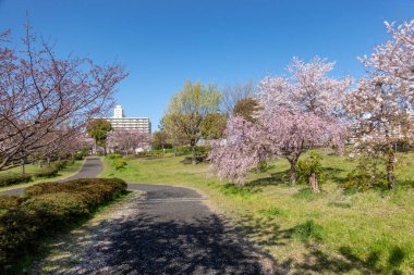 Japonya 'da kiraz çiçekleri, Tokyo