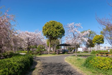 Japonya 'da kiraz çiçekleri, Tokyo
