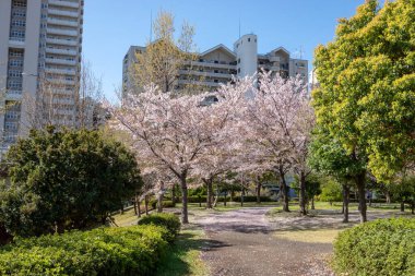 Japonya 'da kiraz çiçekleri, Tokyo