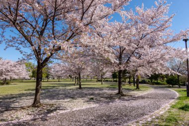 Japonya 'da kiraz çiçekleri, Tokyo