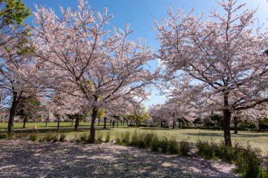 Japonya 'da kiraz çiçekleri, Tokyo