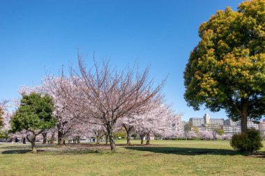 Japonya 'da kiraz çiçekleri, Tokyo