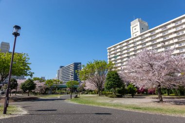 Japonya 'da kiraz çiçekleri, Tokyo