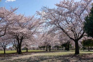 Japonya 'da kiraz çiçekleri, Tokyo