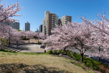Japonya 'da kiraz çiçekleri, Tokyo