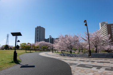 Japonya 'da kiraz çiçekleri, Tokyo