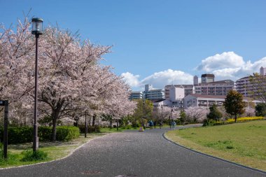 Japonya 'da kiraz çiçekleri, Tokyo