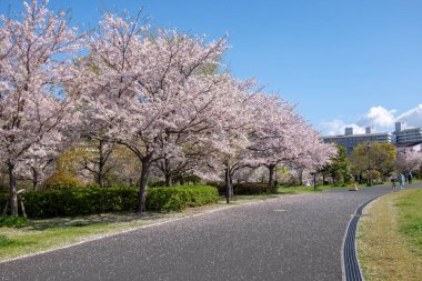 Japonya 'da kiraz çiçekleri, Tokyo