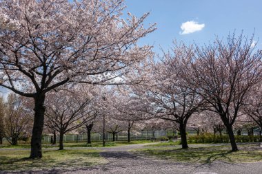 Japonya 'da kiraz çiçekleri, Tokyo