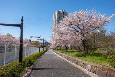 Japonya 'da kiraz çiçekleri, Tokyo