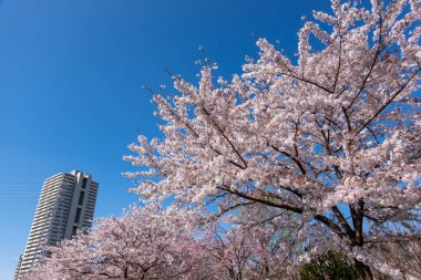 Japonya 'da kiraz çiçekleri, Tokyo