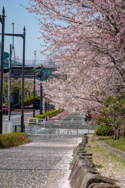 Japonya 'da kiraz çiçekleri, Tokyo