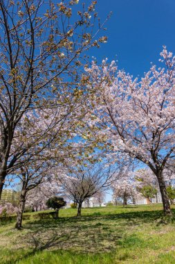 Japonya 'da kiraz çiçekleri, Tokyo