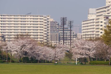 Japonya 'da kiraz çiçekleri, Tokyo