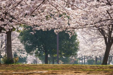 Japonya 'da kiraz çiçekleri, Tokyo
