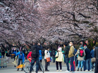 Japonya 'da kiraz çiçekleri, Tokyo