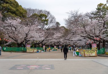 Japonya 'da kiraz çiçekleri, Tokyo