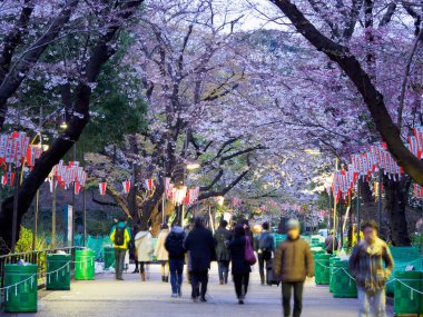 Japonya 'da kiraz çiçekleri, Tokyo