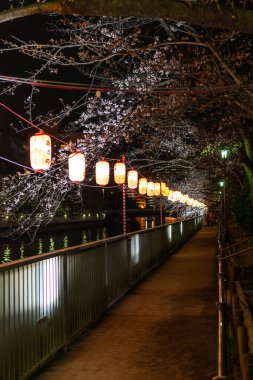 Japonya 'da kiraz çiçekleri, Tokyo