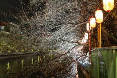 Japonya 'da kiraz çiçekleri, Tokyo