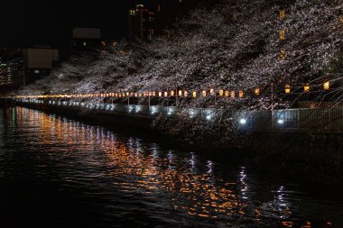 Japonya 'da kiraz çiçekleri, Tokyo