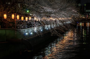 Japonya 'da kiraz çiçekleri, Tokyo