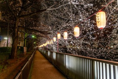 Japonya 'da kiraz çiçekleri, Tokyo
