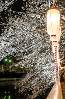 Japonya 'da kiraz çiçekleri, Tokyo