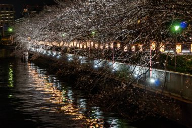 Japonya 'da kiraz çiçekleri, Tokyo