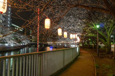 Japonya 'da kiraz çiçekleri, Tokyo
