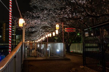 Japonya 'da kiraz çiçekleri, Tokyo