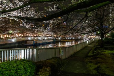 Japonya 'da kiraz çiçekleri, Tokyo