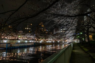 Japonya 'da kiraz çiçekleri, Tokyo