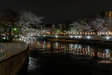 Japonya 'da kiraz çiçekleri, Tokyo