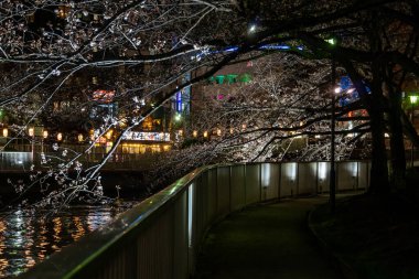 Japonya 'da kiraz çiçekleri, Tokyo