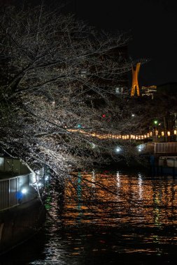 Japonya 'da kiraz çiçekleri, Tokyo