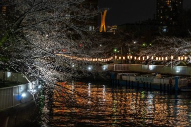Japonya 'da kiraz çiçekleri, Tokyo