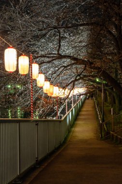 Japonya 'da kiraz çiçekleri, Tokyo
