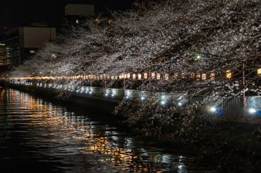 Japonya 'da kiraz çiçekleri, Tokyo