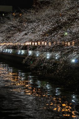 Japonya 'da kiraz çiçekleri, Tokyo