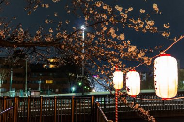 Japonya 'da kiraz çiçekleri, Tokyo