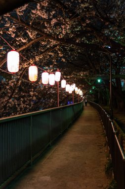 Japonya 'da kiraz çiçekleri, Tokyo