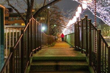 Japonya 'da kiraz çiçekleri, Tokyo