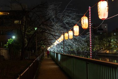 Japonya 'da kiraz çiçekleri, Tokyo