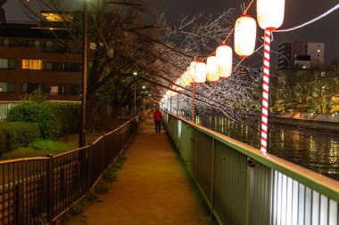 Japonya 'da kiraz çiçekleri, Tokyo
