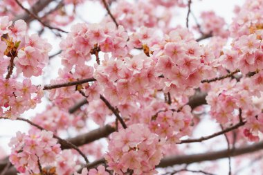 Japonya 'da kiraz çiçekleri, Tokyo