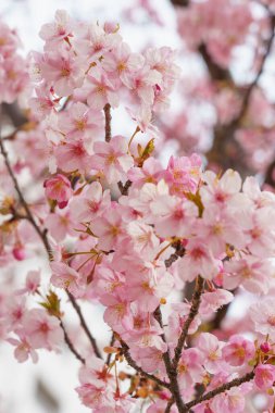 Japonya 'da kiraz çiçekleri, Tokyo