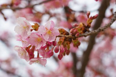 Japonya 'da kiraz çiçekleri, Tokyo