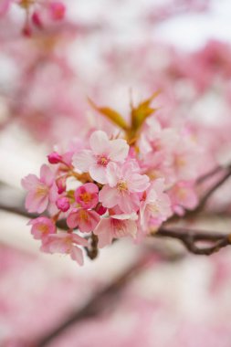 Japonya 'da kiraz çiçekleri, Tokyo