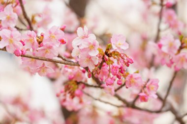 Japonya 'da kiraz çiçekleri, Tokyo